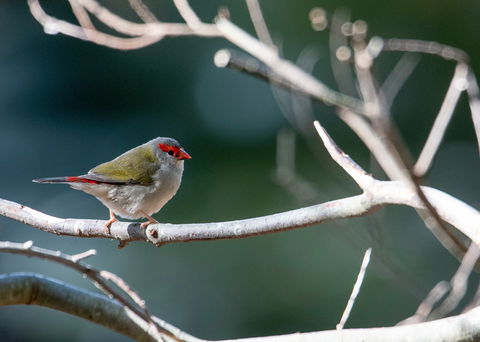 Warrawong Wildlife Sanctuary - Hotel Gold Coast 2