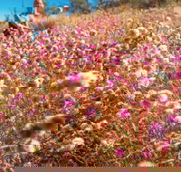 Wineries and Wildflowers - Hotel Gold Coast