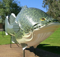 Big Murray Cod