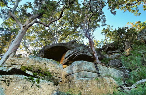 Burrawang Reach Picnic Area - Hotel Gold Coast 0