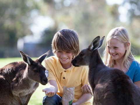Cleland Wildlife Park - Hotel Gold Coast 1
