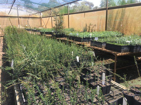 Euroa Arboretum - Hotel Gold Coast 1