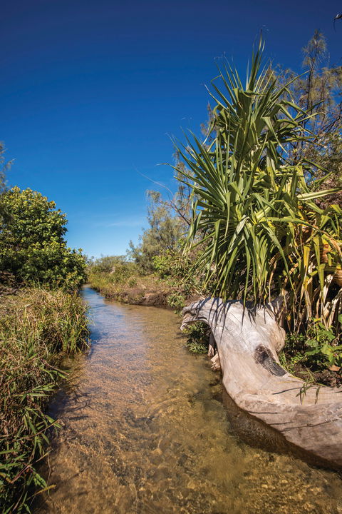 Freshwater Creek Track, Byfield National Park - Hotel Gold Coast 2