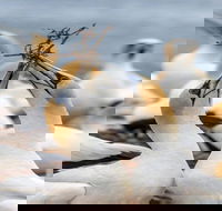 Gannets in Portland - Hotel Gold Coast