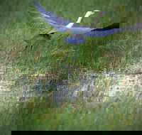 Germein Reserve - Hotel Gold Coast