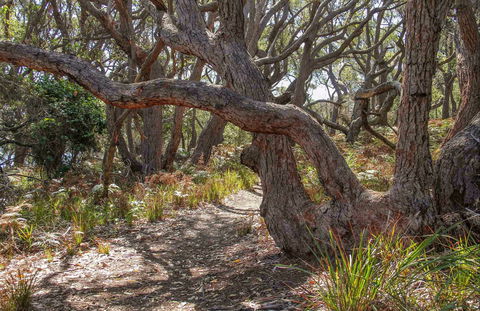 Middle Lagoon Walking Track - Hotel Gold Coast 0