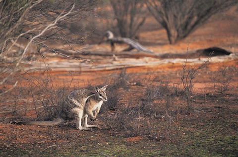 Mildura - Hotel Gold Coast 2