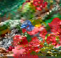 Mount Surprise - Hotel Gold Coast