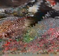 Nine Mile Reef Dive Site - Hotel Gold Coast