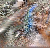 Barmah Forest Heritage and Education Centre - Nathalia - Hotel Gold Coast