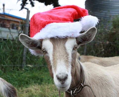 Bream Creek Farmers Market - Hotel Gold Coast 0