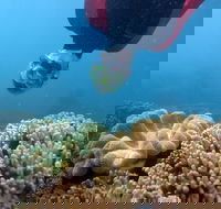 Geoffrey Bay Snorkel Trail - Hotel Gold Coast