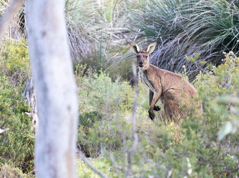 Kaiserstuhl Conservation Park - Hotel Gold Coast 0