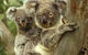 Koalas In Gunnedah - thumb 0