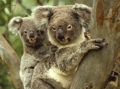 Koalas In Gunnedah - Hotel Gold Coast 0
