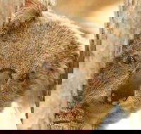Koala Reserve