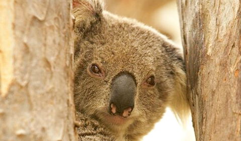 Koala Reserve - Hotel Gold Coast 0