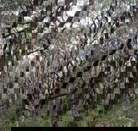 Lookout Hill  Circuit Walk - Hotel Gold Coast