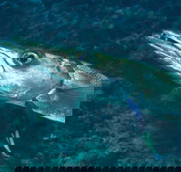 Norman Reef Dive Site - Hotel Gold Coast