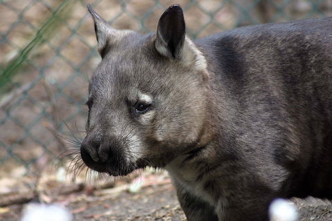 Peel Zoo - Hotel Gold Coast 0