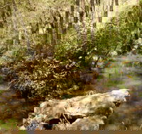 Sandy Creek Track - Hotel Gold Coast