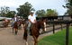 Scenic NSW Horse Riding Centre - thumb 1