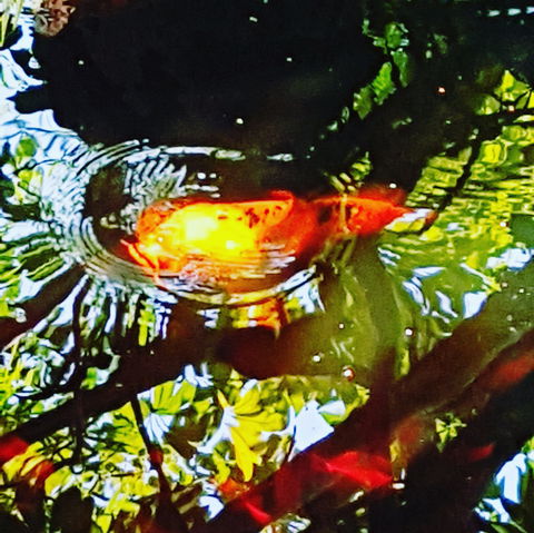 The Fernery At Diamond Waters - Hotel Gold Coast 2