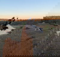 The Llama Farm - Hotel Gold Coast