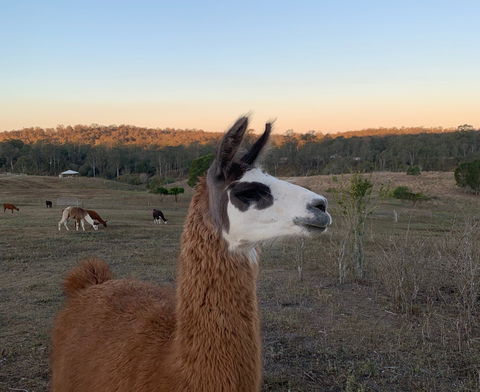The Llama Farm - Hotel Gold Coast 0