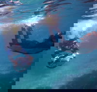 Small-Group Underwater Scooter Experience in Clovelly - Hotel Gold Coast