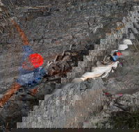 Small-Group Weekend Rock Climbing Adventure from Katoomba - Hotel Gold Coast
