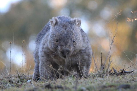 Ultimate Blue Mountains And Wildlife Tour - Hotel Gold Coast 3