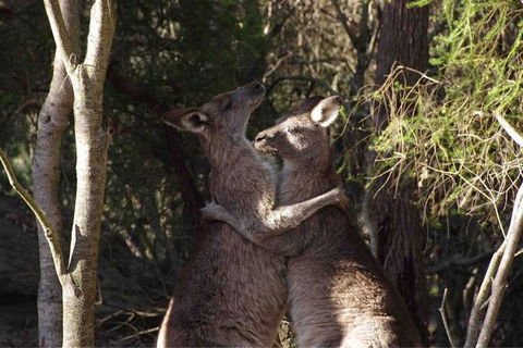 Kangaroo Encounter & Aboriginal Rock Arts Half-Day Trip From Sydney - Hotel Gold Coast 9