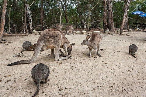 Kangaroo Encounter & Aboriginal Rock Arts Half-Day Trip From Sydney - Hotel Gold Coast 6