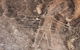 Kangaroo Encounter & Aboriginal Rock Arts Half-Day Trip From Sydney - thumb 4