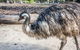 Kangaroo Encounter & Aboriginal Rock Arts Half-Day Trip From Sydney - thumb 2