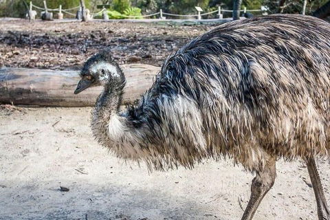 Kangaroo Encounter & Aboriginal Rock Arts Half-Day Trip From Sydney - Hotel Gold Coast 2