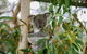 Kangaroo Encounter & Aboriginal Rock Arts Half-Day Trip From Sydney - thumb 0