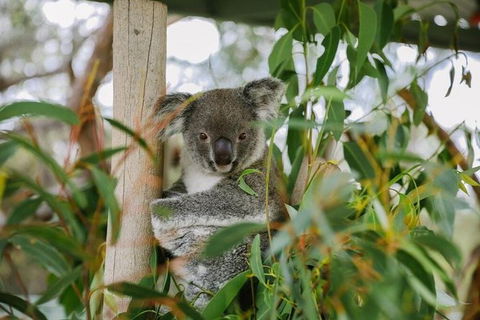 Kangaroo Encounter & Aboriginal Rock Arts Half-Day Trip From Sydney - Hotel Gold Coast 0