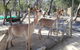 Kangaroo Encounter & Aboriginal Rock Arts Half-Day Trip From Sydney - thumb 5