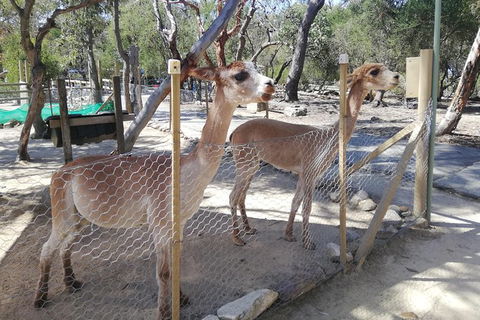 Kangaroo Encounter & Aboriginal Rock Arts Half-Day Trip From Sydney - Hotel Gold Coast 5