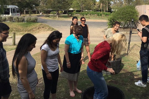 Hunter Valley Grape Stomping - Hotel Gold Coast 2