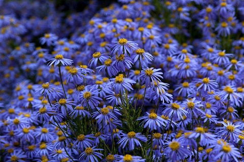 Blue Mountains Botanic Garden And Bilpin Tour From Katoomba With Cider Tasting - Hotel Gold Coast 3