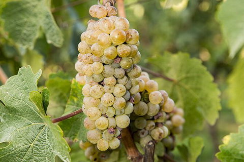 Bathurst Wine Trail Full-Day Private Tour With Tastings - Hotel Gold Coast 8
