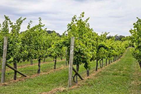 Bathurst Wine Trail Full-Day Private Tour With Tastings - Hotel Gold Coast 10