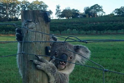 The Secret Vines Experience Port Macquarie - Hotel Gold Coast 1