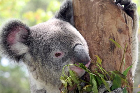 Private 10-hour Tour To Blue Mountains From Sydney - Hotel Pick Up & Drop Off - Hotel Gold Coast 2