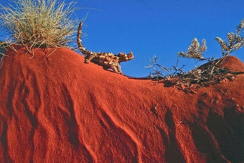 Alice Springs, Uluru Ayers Rock & Kings Canyon 8 Days Touring Package - Hotel Gold Coast 4