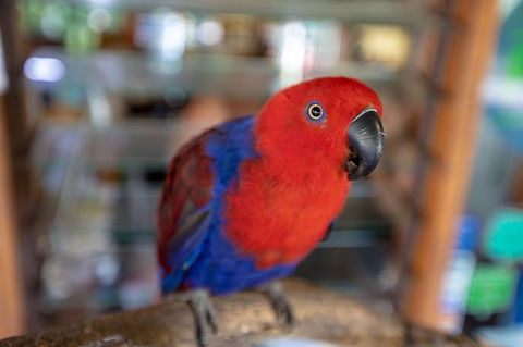 Daintree Rainforest, Cape Tribulation And Bloomfield Track Small Group Tour - Hotel Gold Coast 14