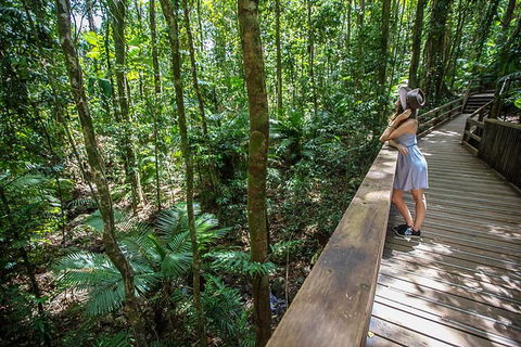 Daintree Rainforest, Cape Tribulation And Bloomfield Track Small Group Tour - Hotel Gold Coast 3